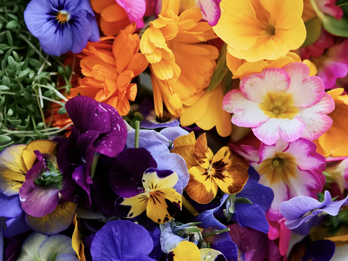 色とりどりの花